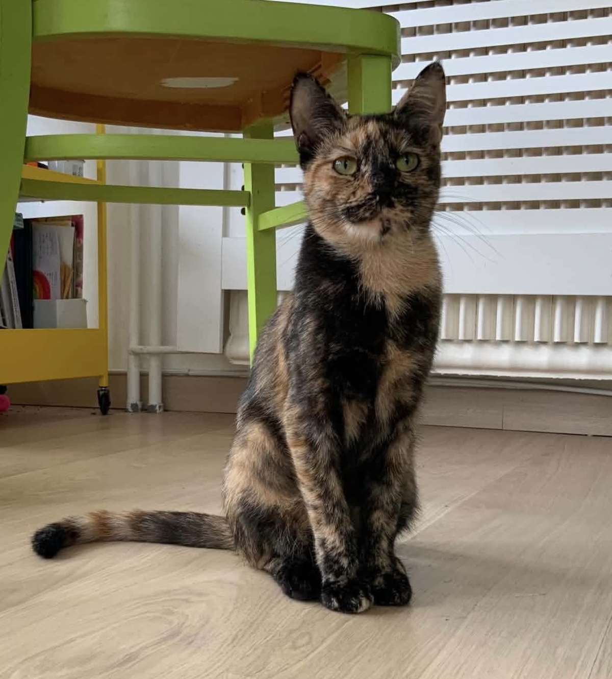 Adoption Zibeline
