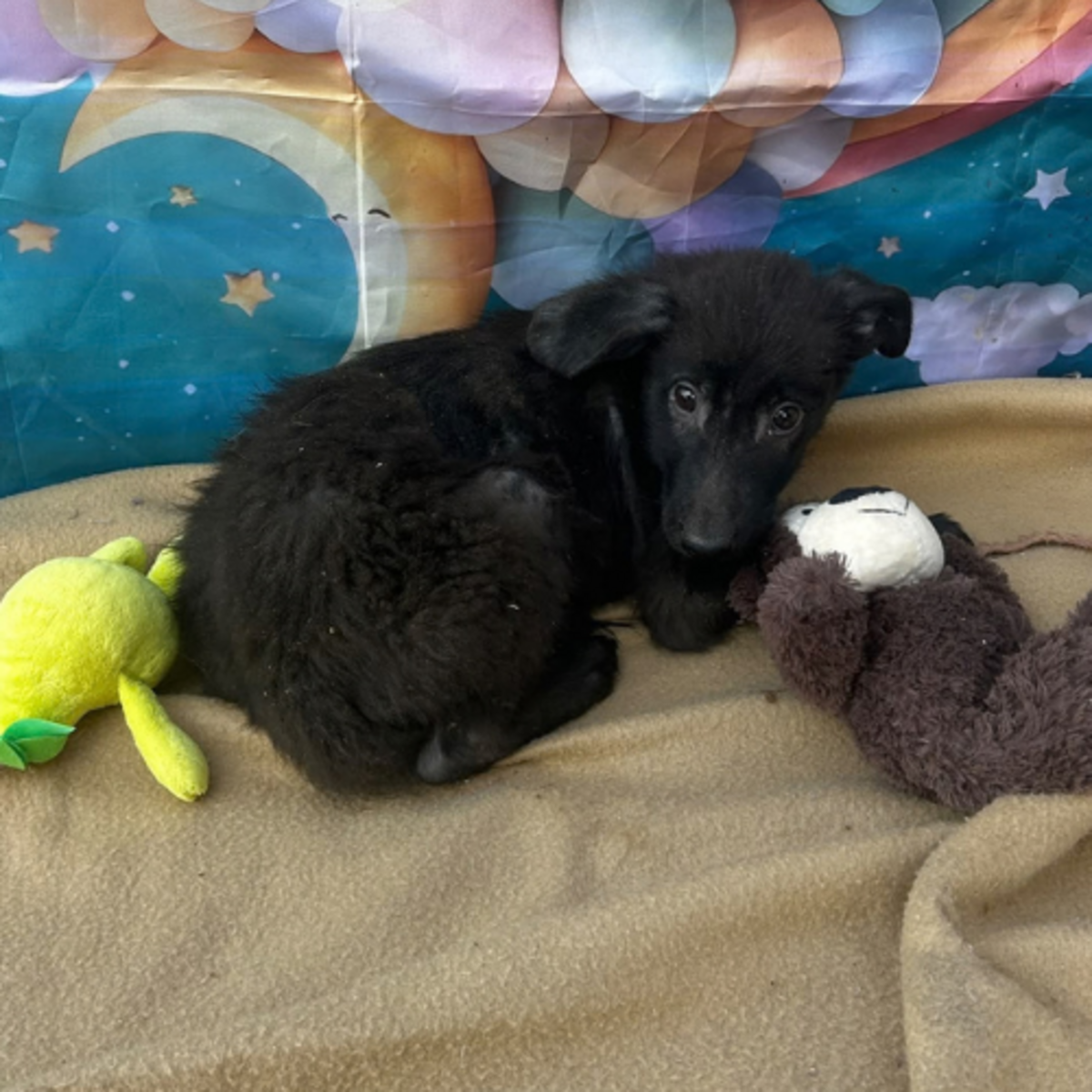 Adoption Lilo