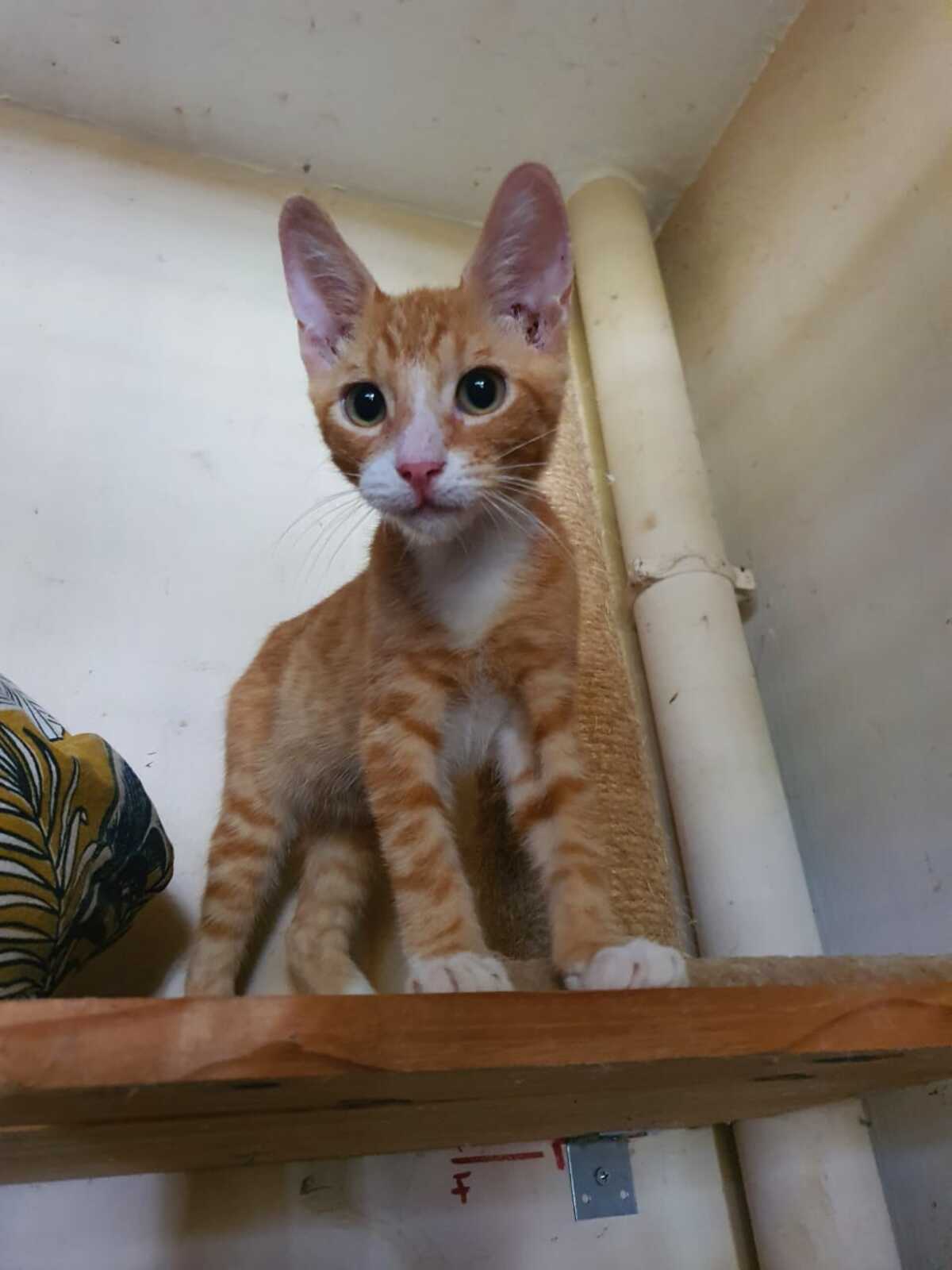 Adoption Colombo