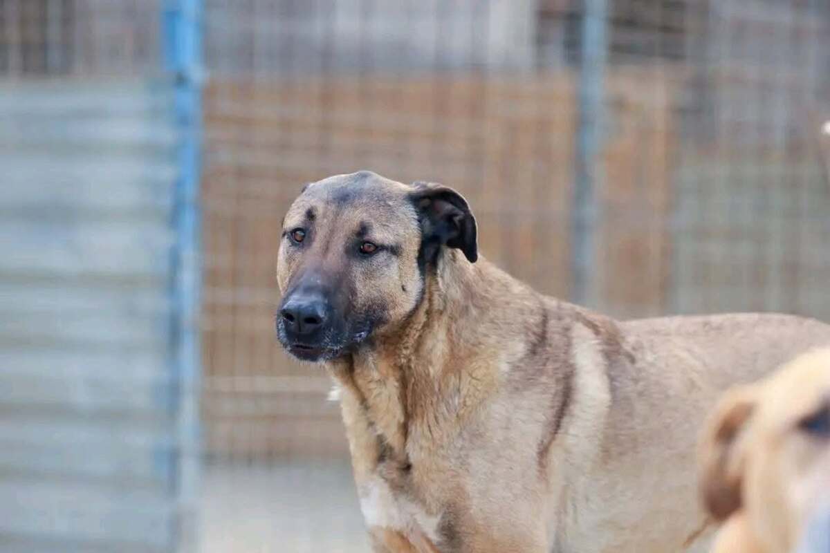 Adoption CHEWIE