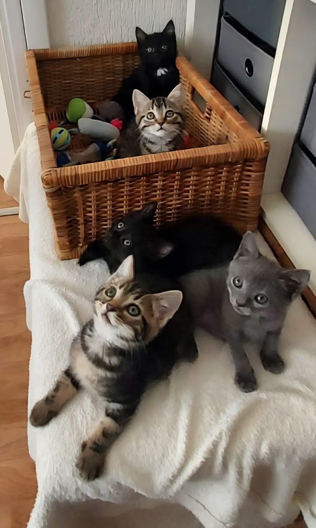 Adoption Sterenn 