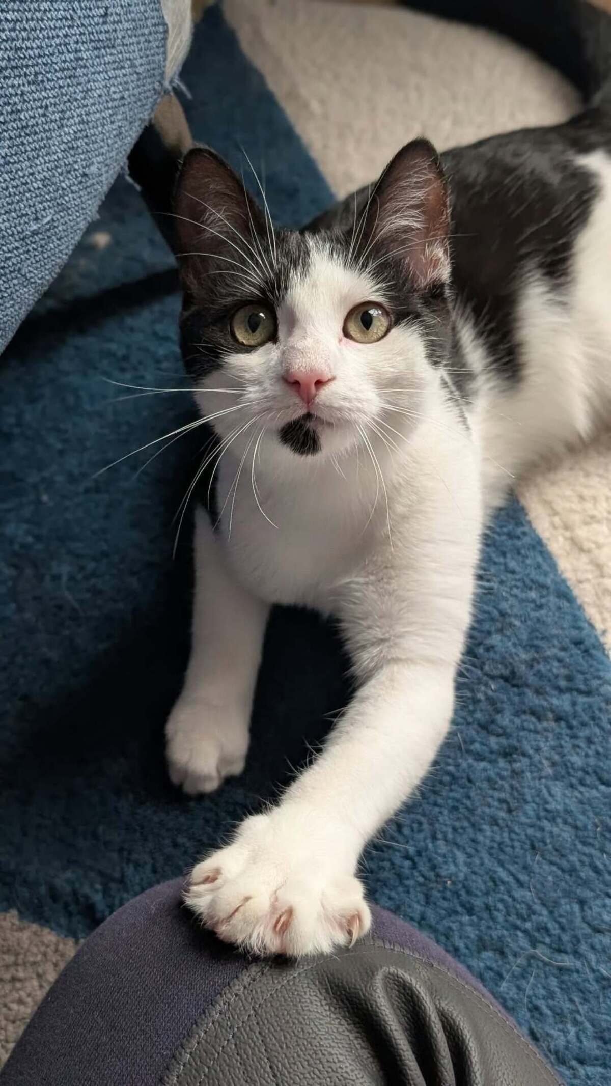 Adoption Boogie