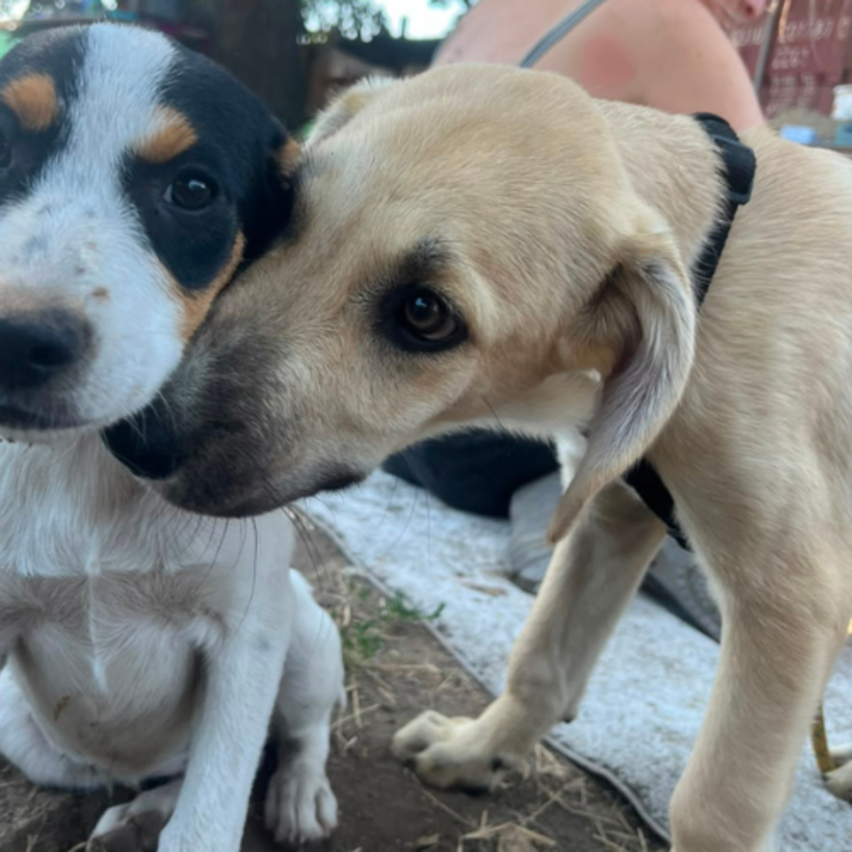Adoption MANO
