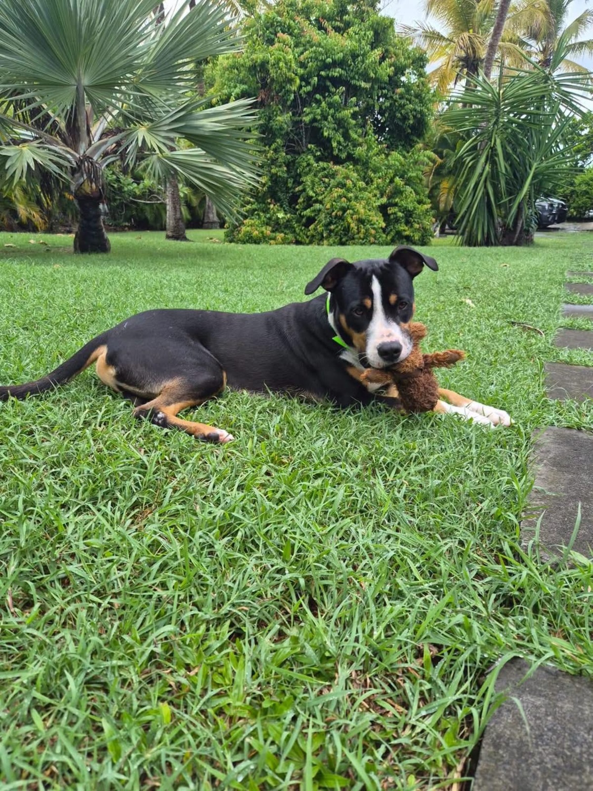 Adoption Lucky
