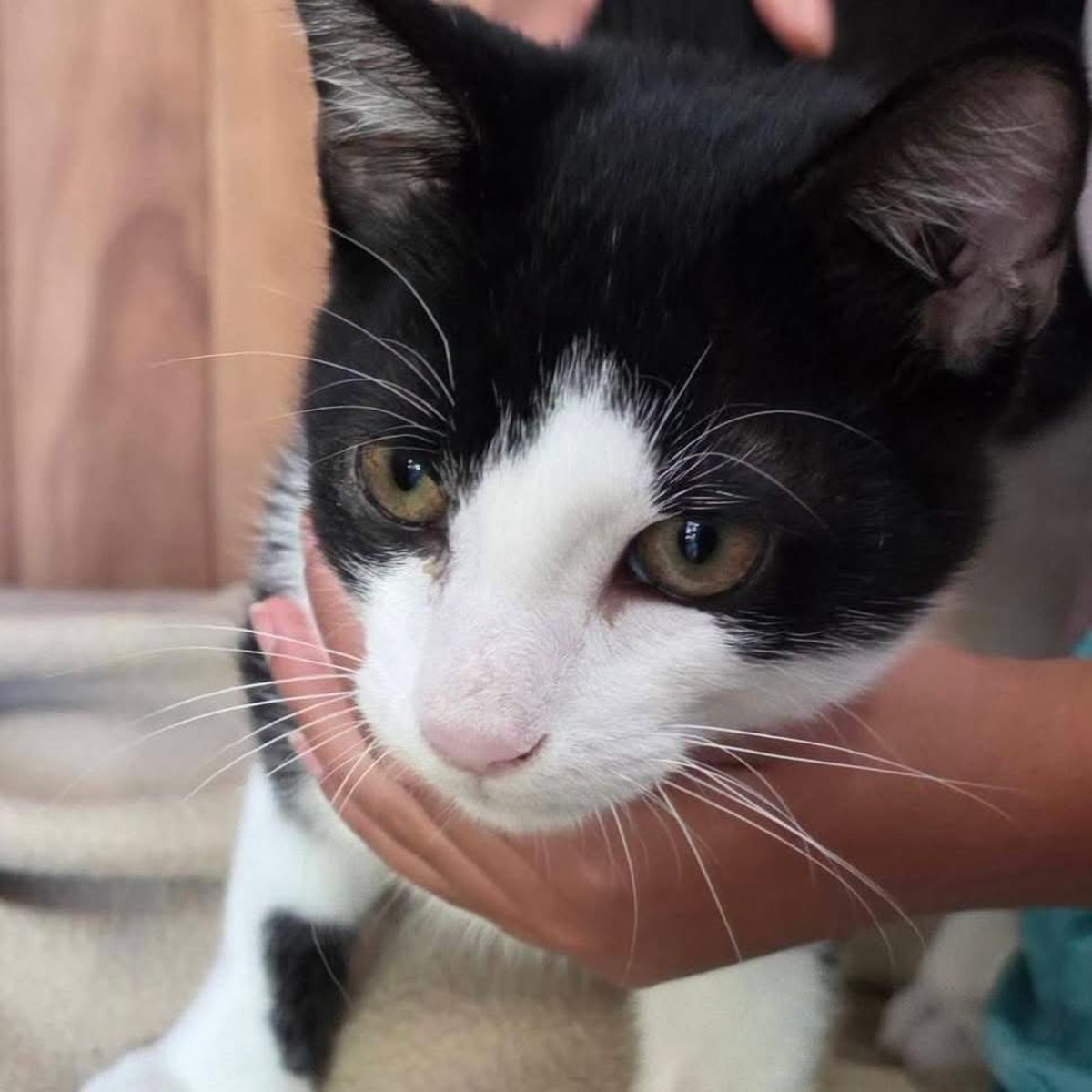 Adoption Hector