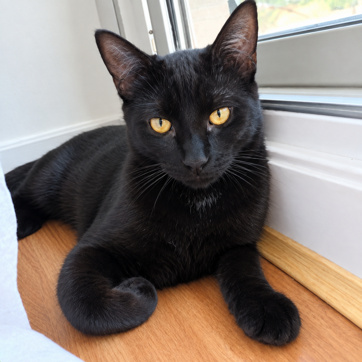 Adoption Tylio