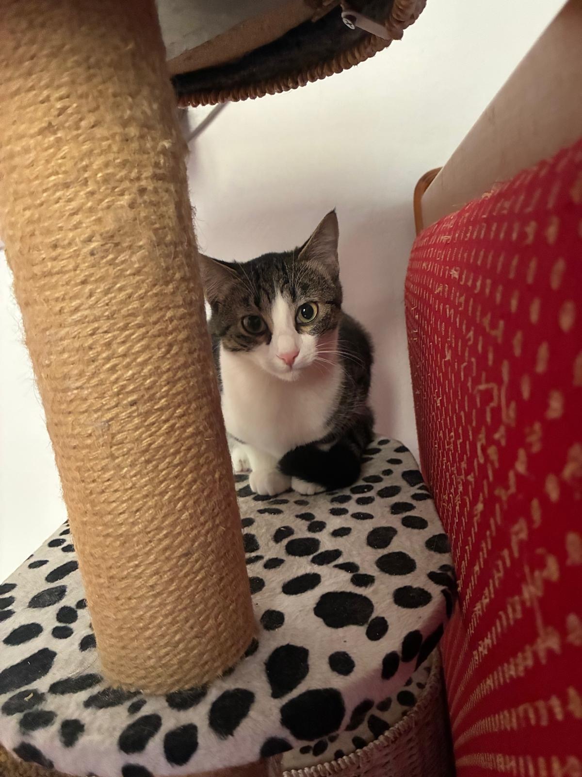 Adoption Paco
