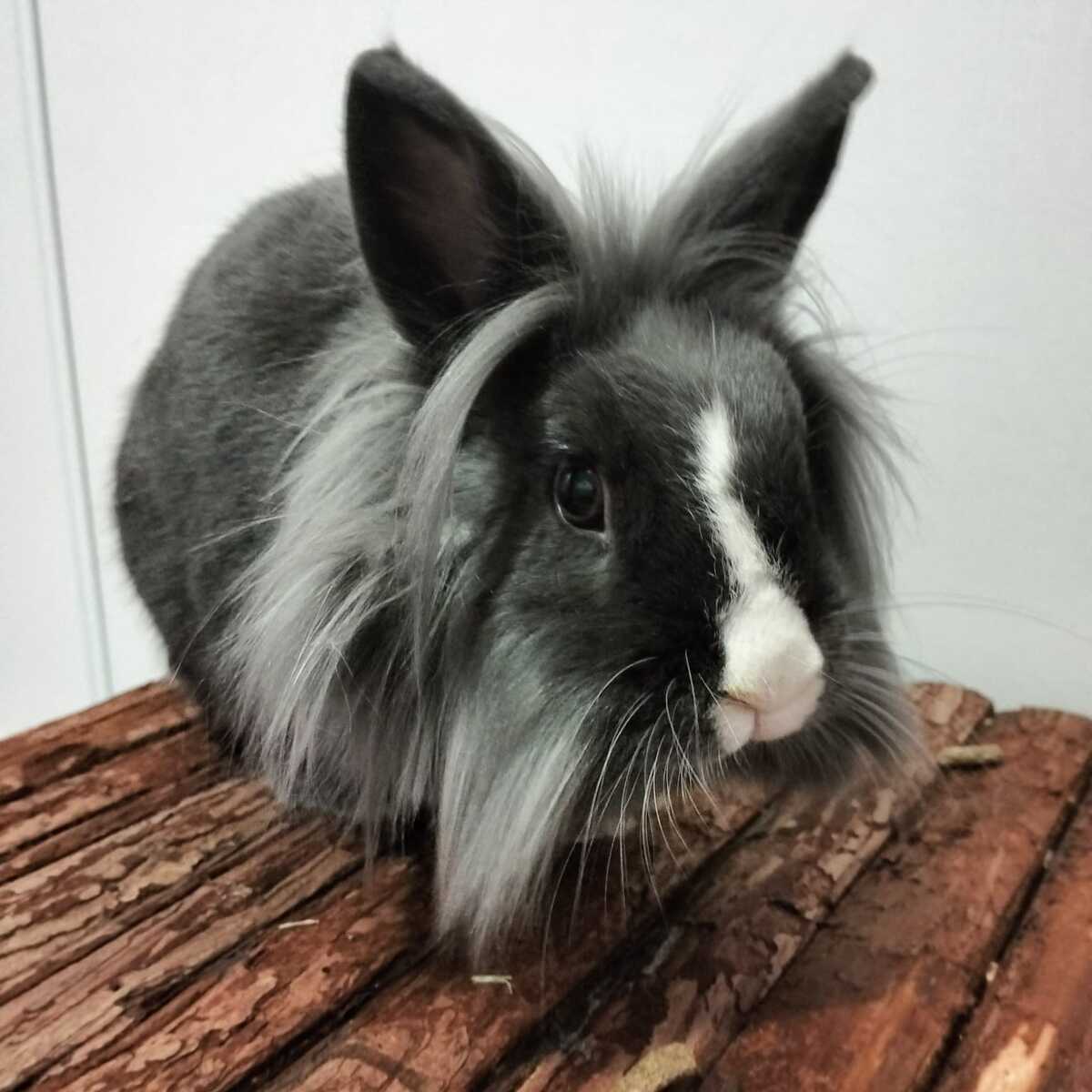 Adoption Milky