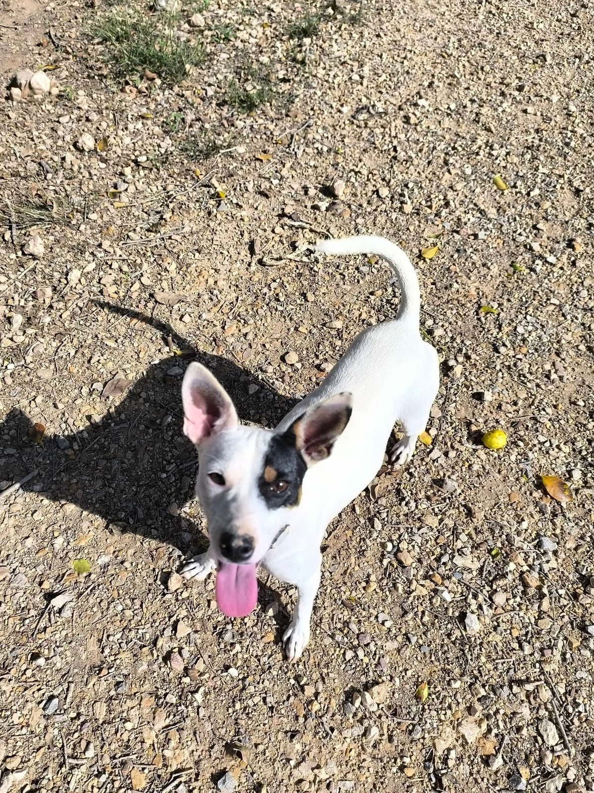 Adoption Paloma