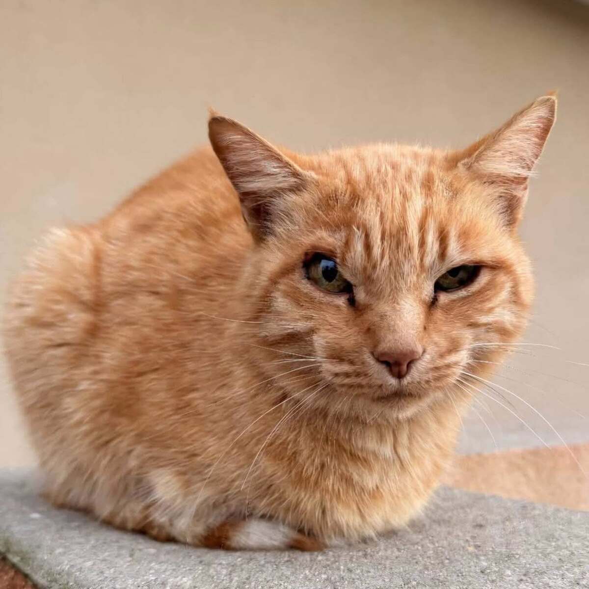 Adoption Mirtille 
