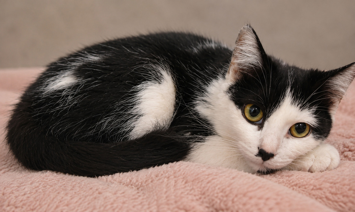 Adoption Moka