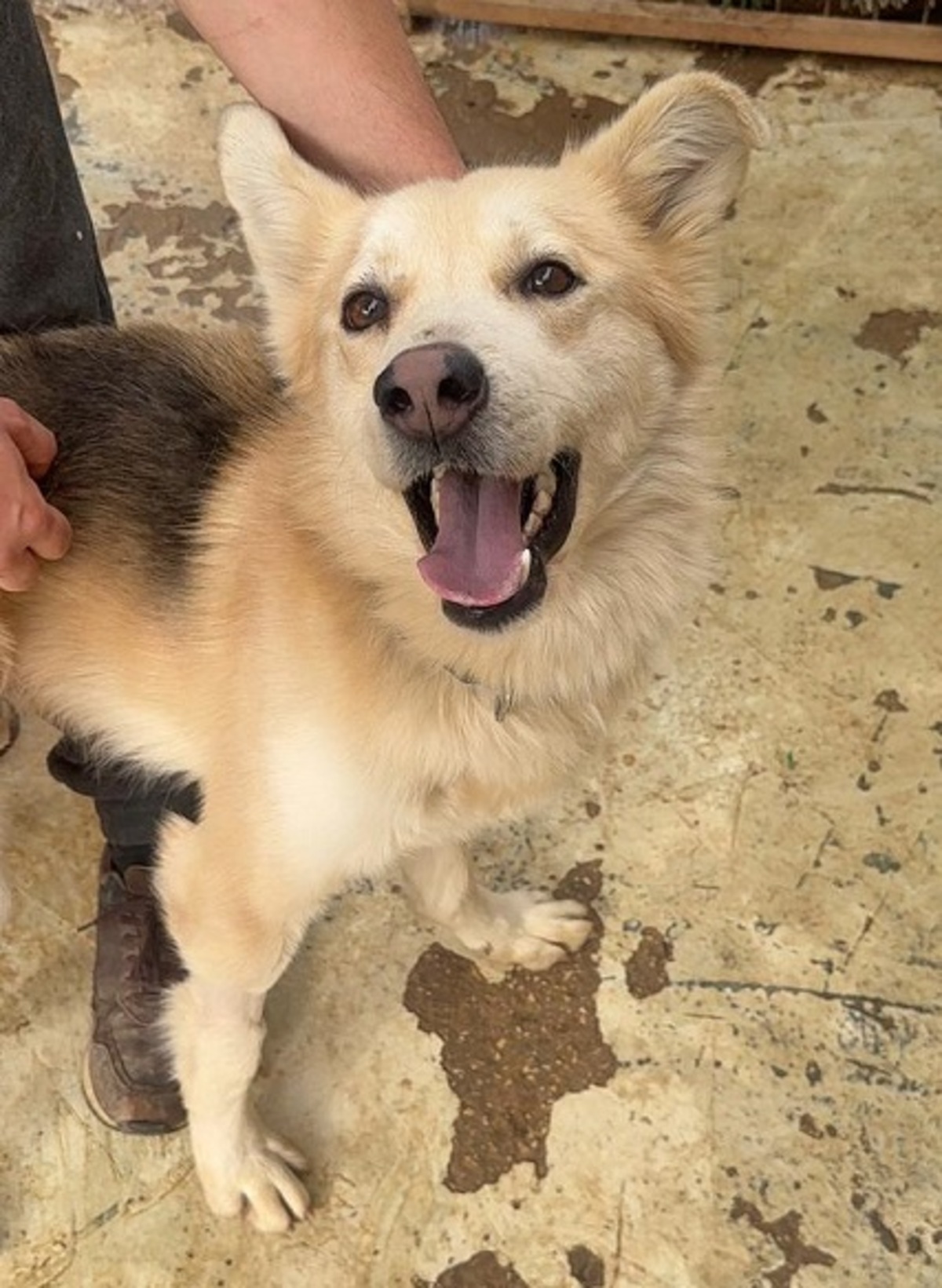 Adoption Cumpa