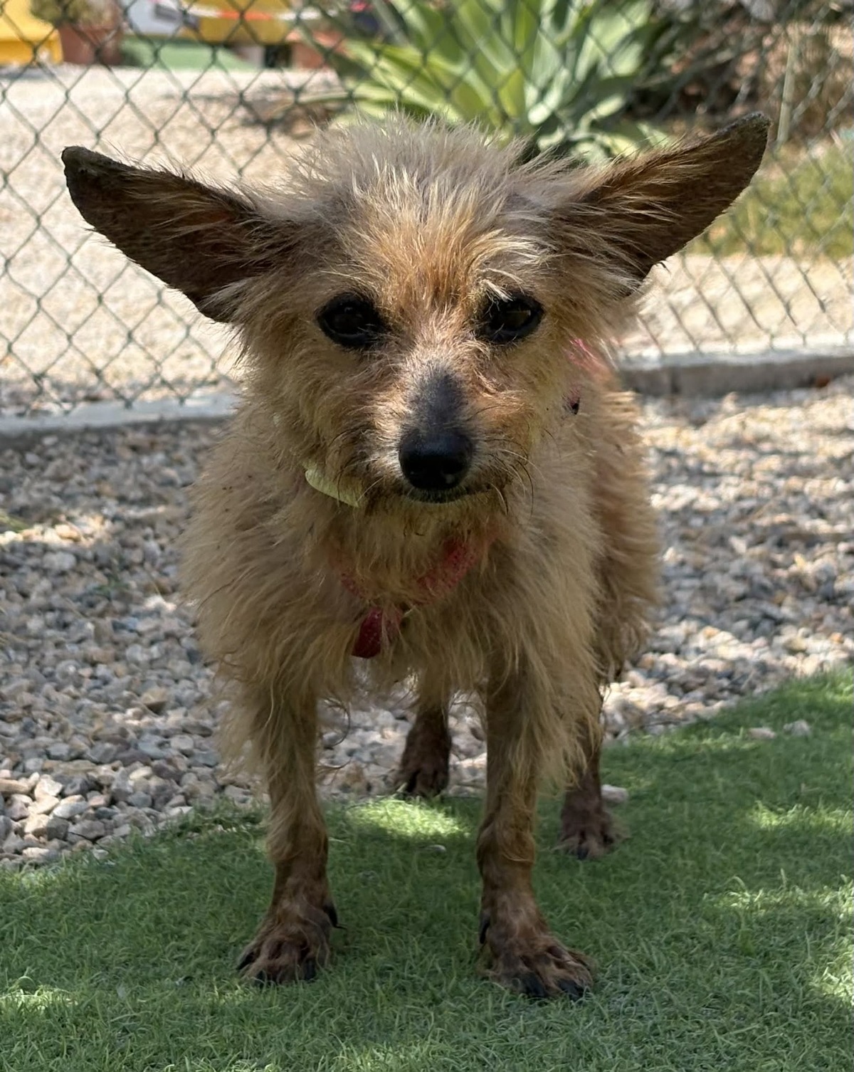 Adoption Cosima
