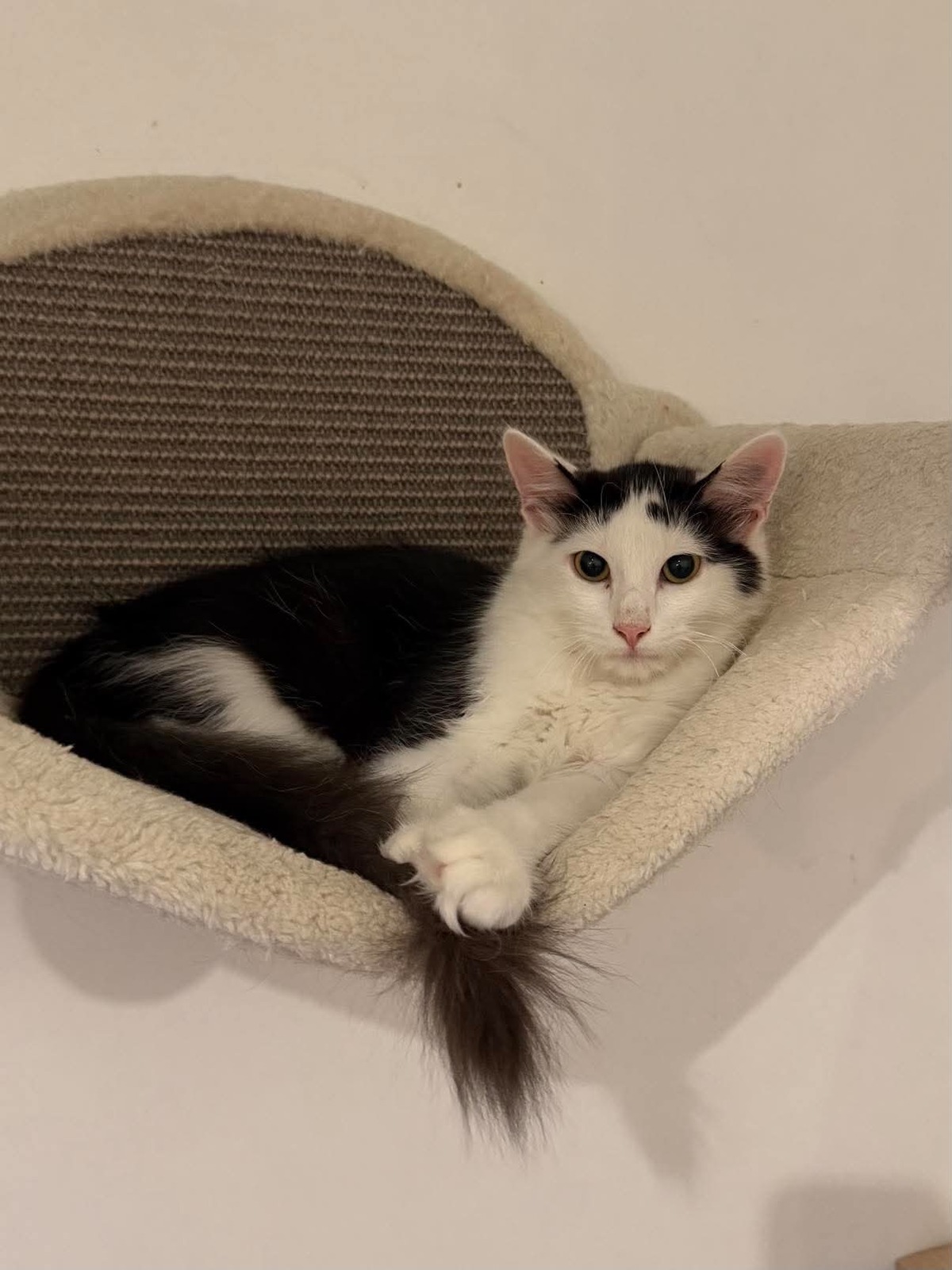 Adoption Pimousse