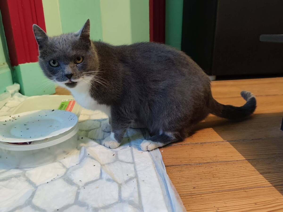 Adoption Balthazar 