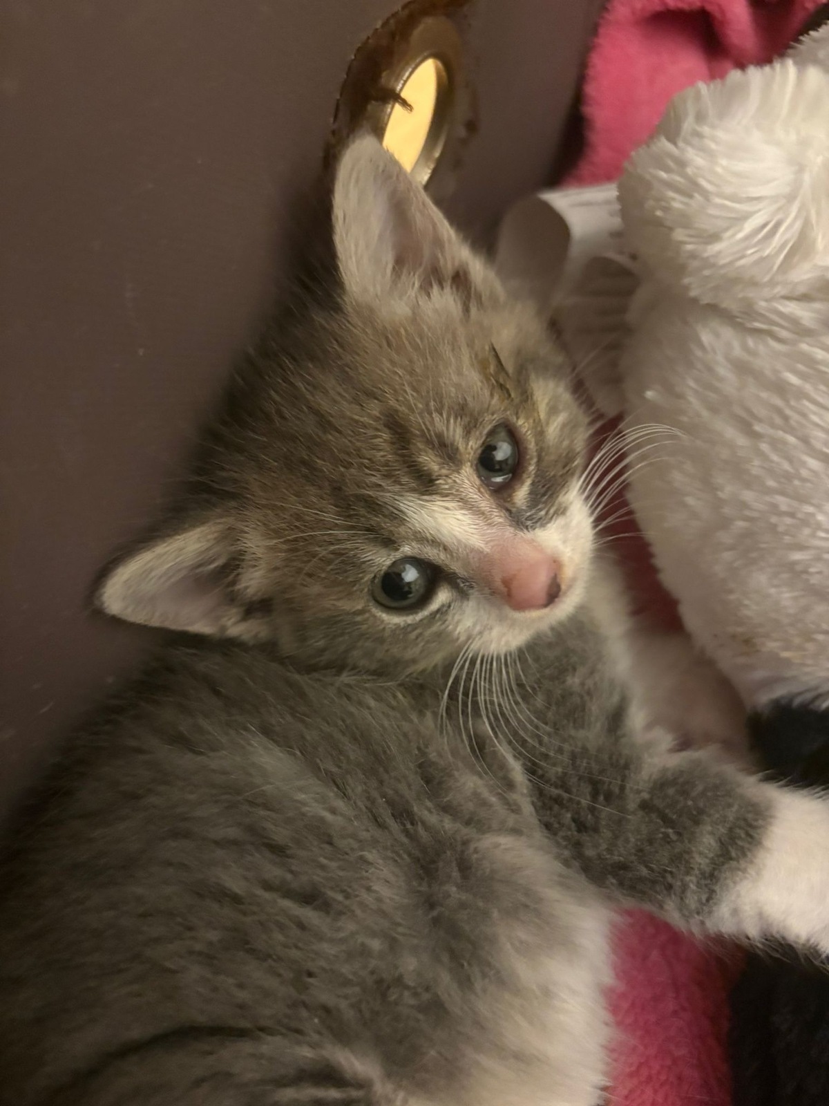 Adoption Lisa