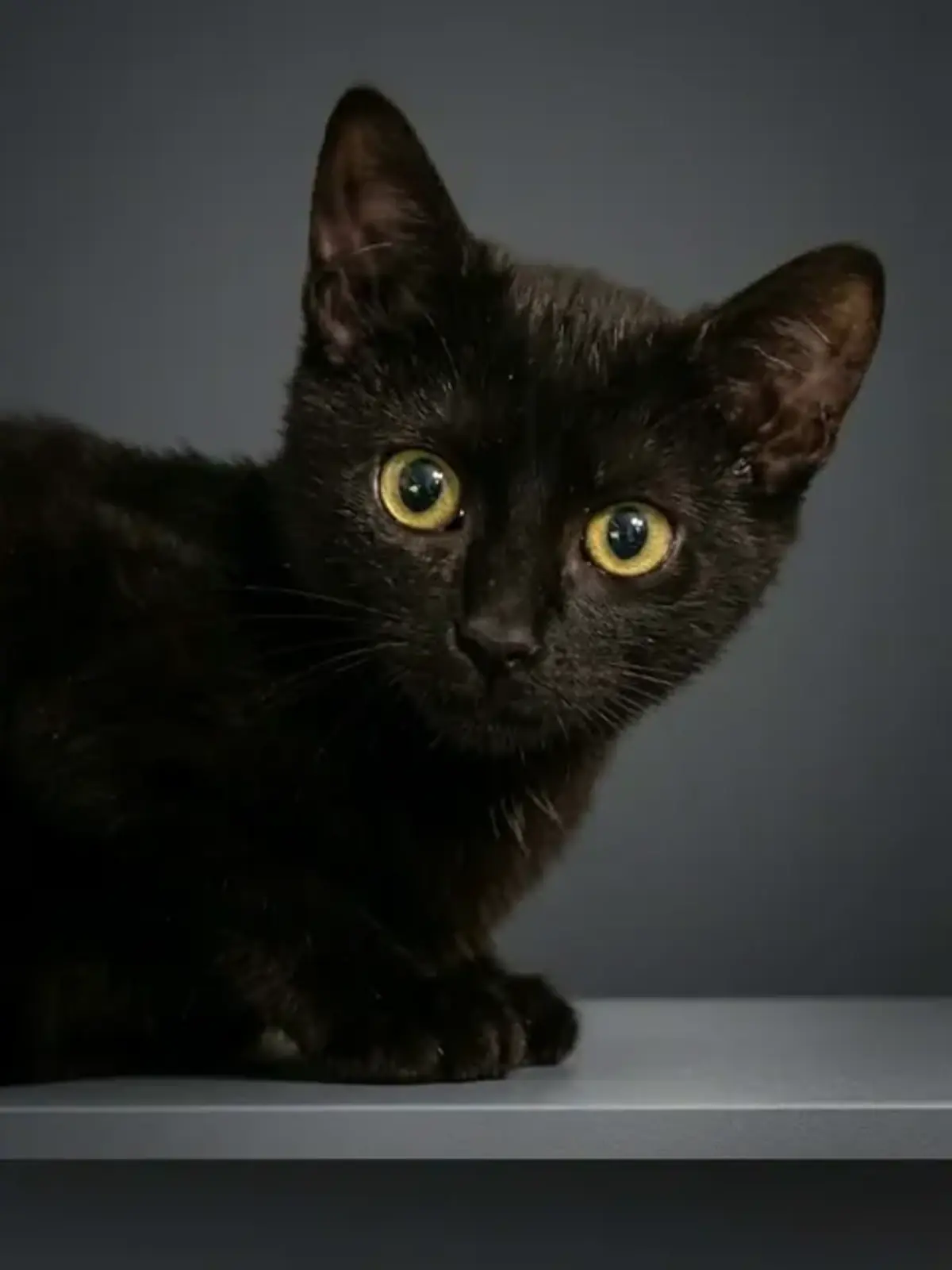 Adoption Arya