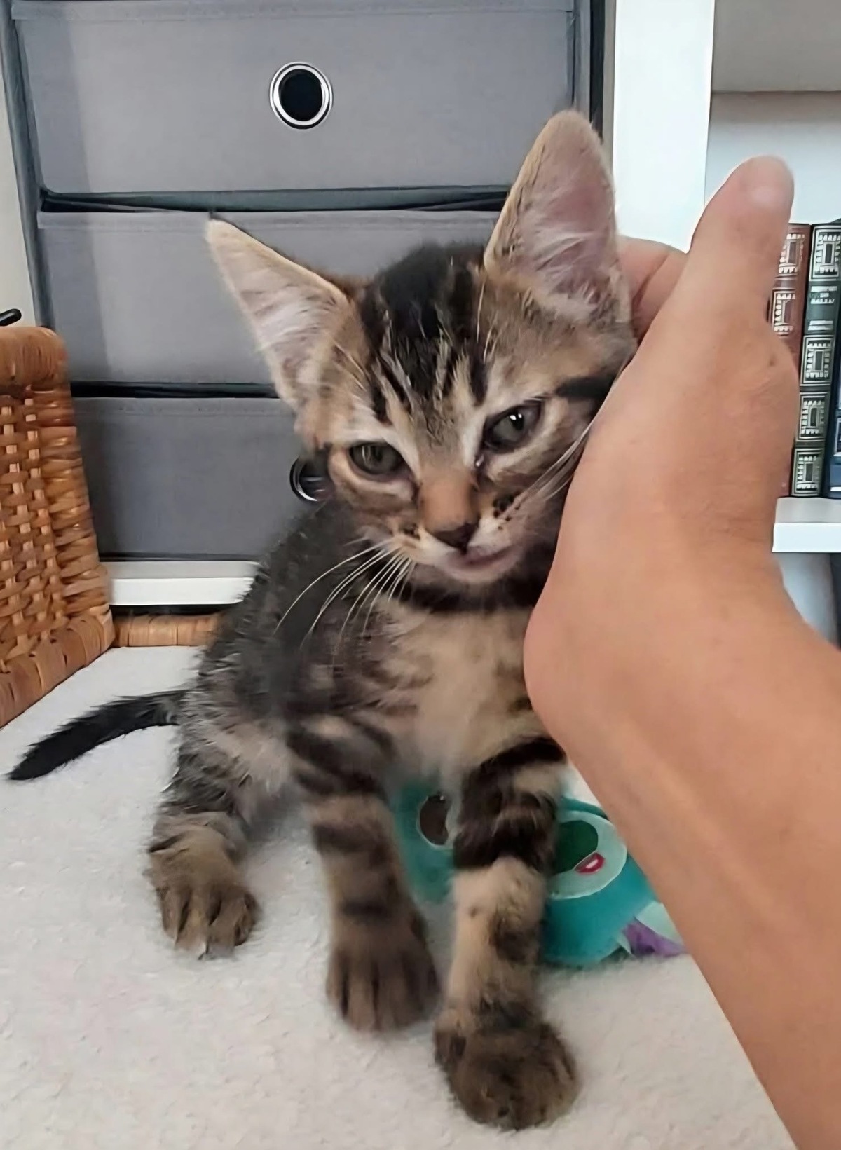 Adoption Erell 