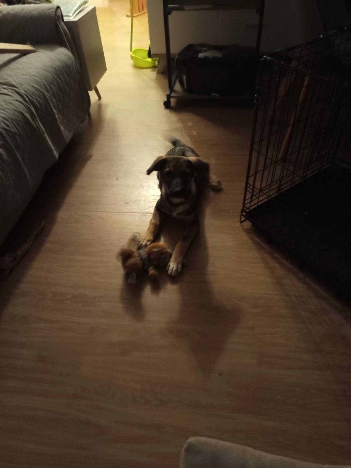 Adoption Linoy