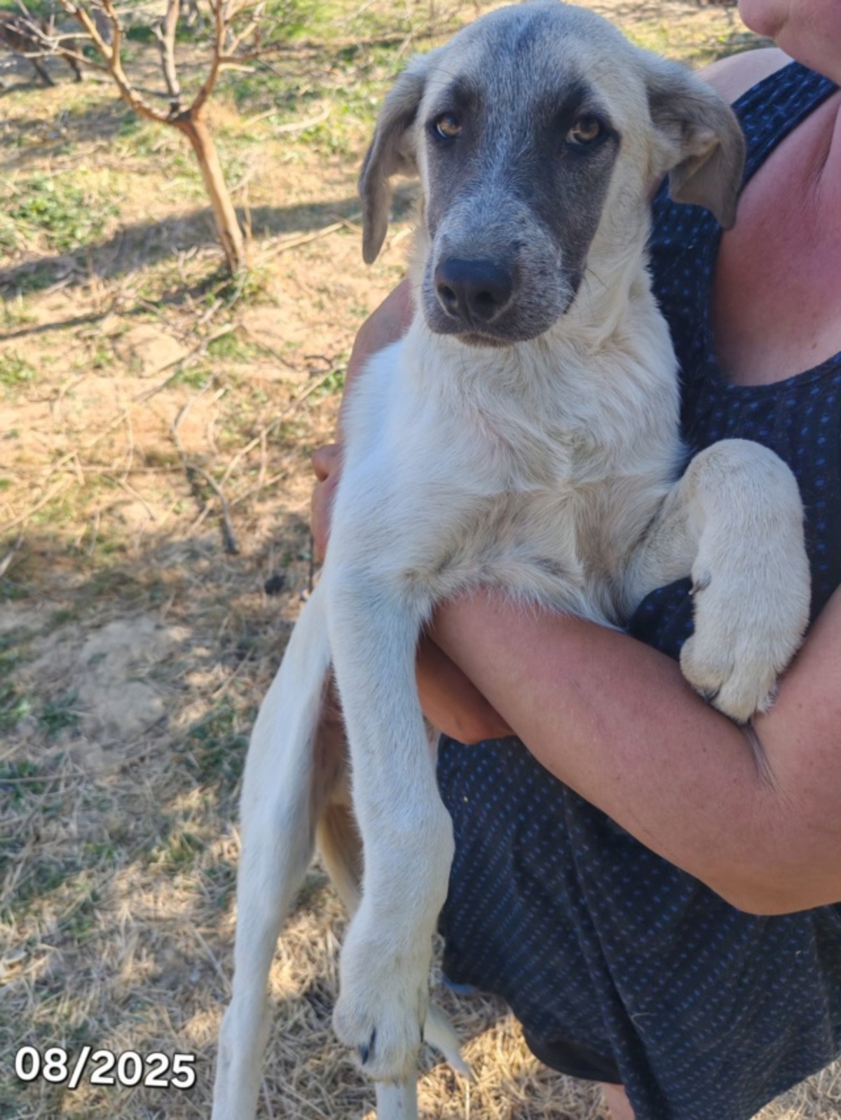 Adoption Falcone