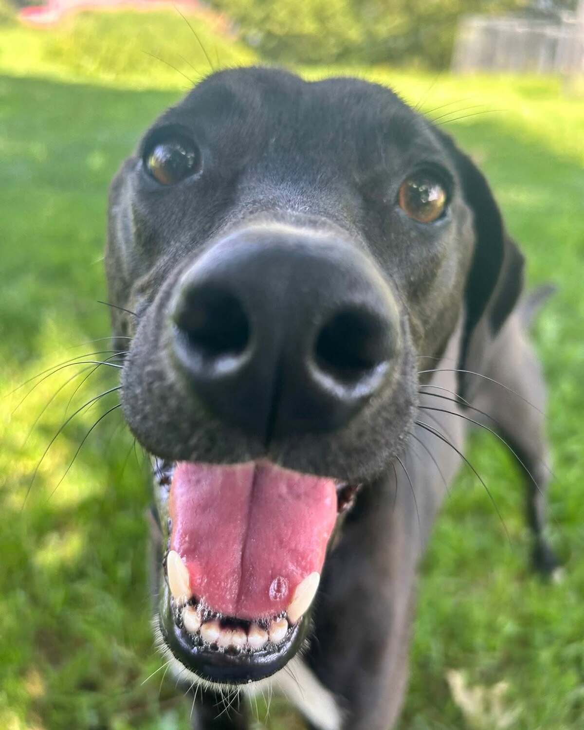 Adoption LEIA