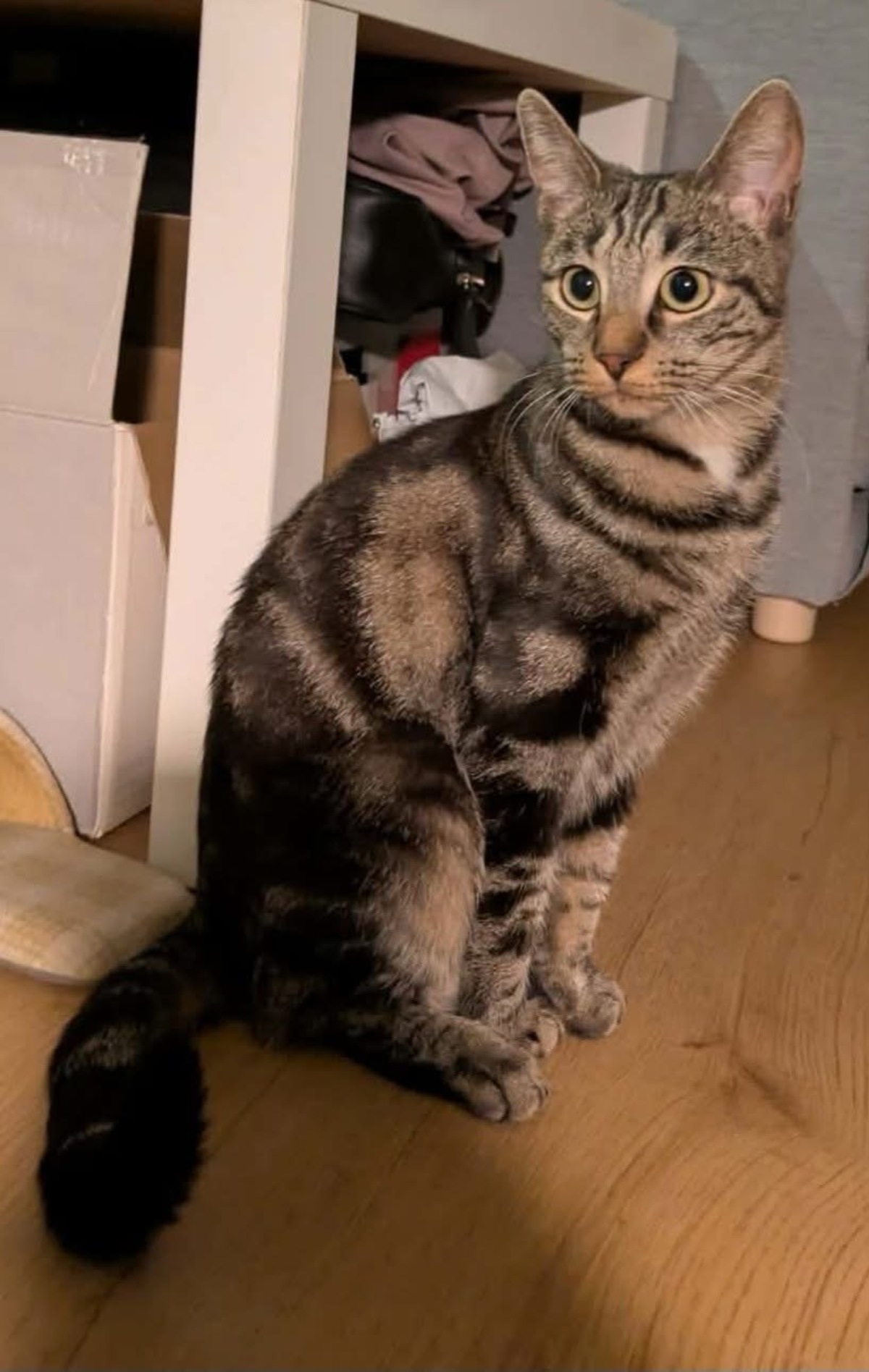 Adoption Sharmine 