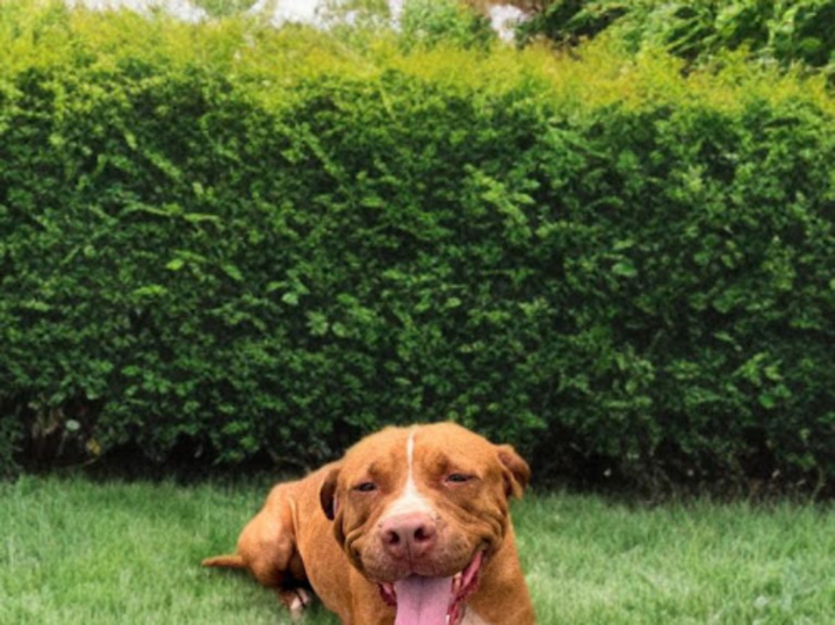 Adoption Starlett