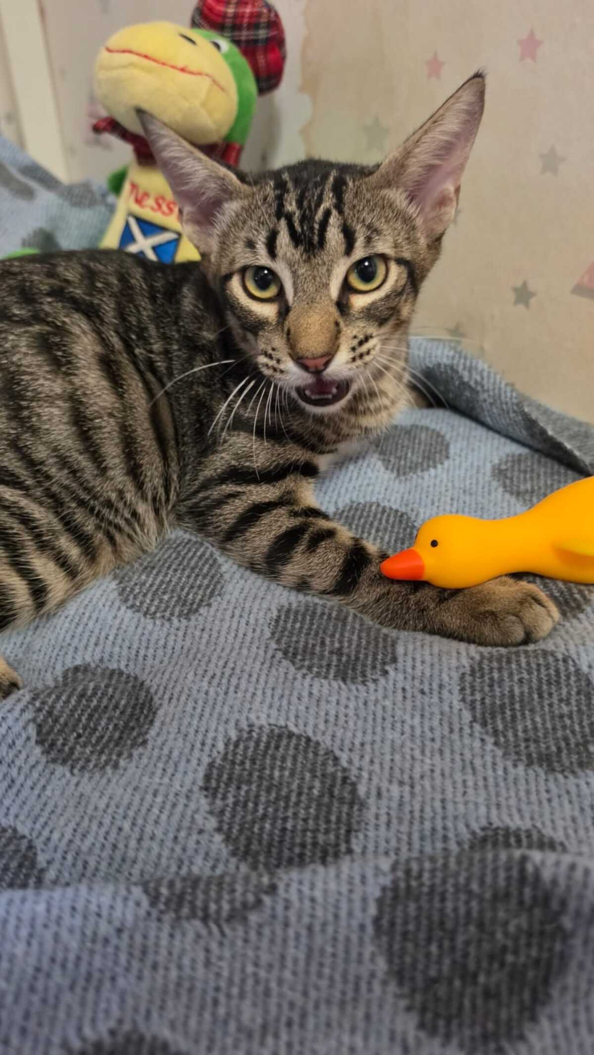 Adoption Pipo