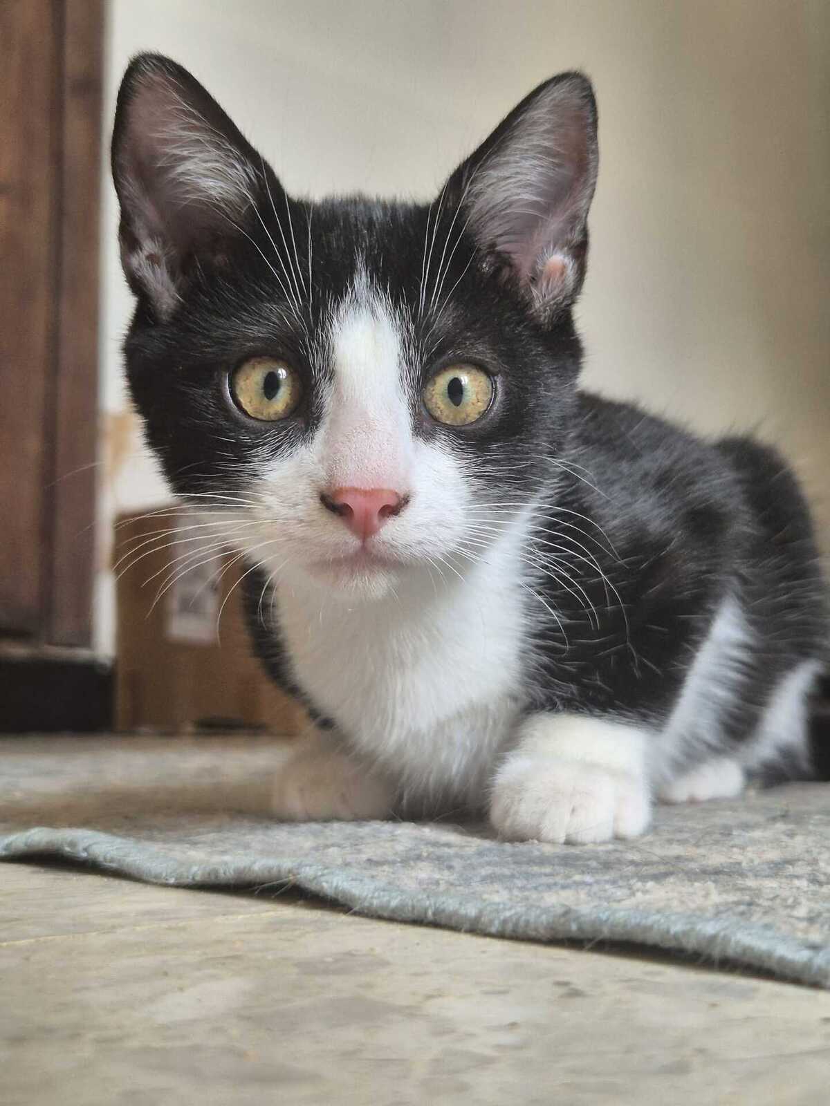 Adoption Stomy
