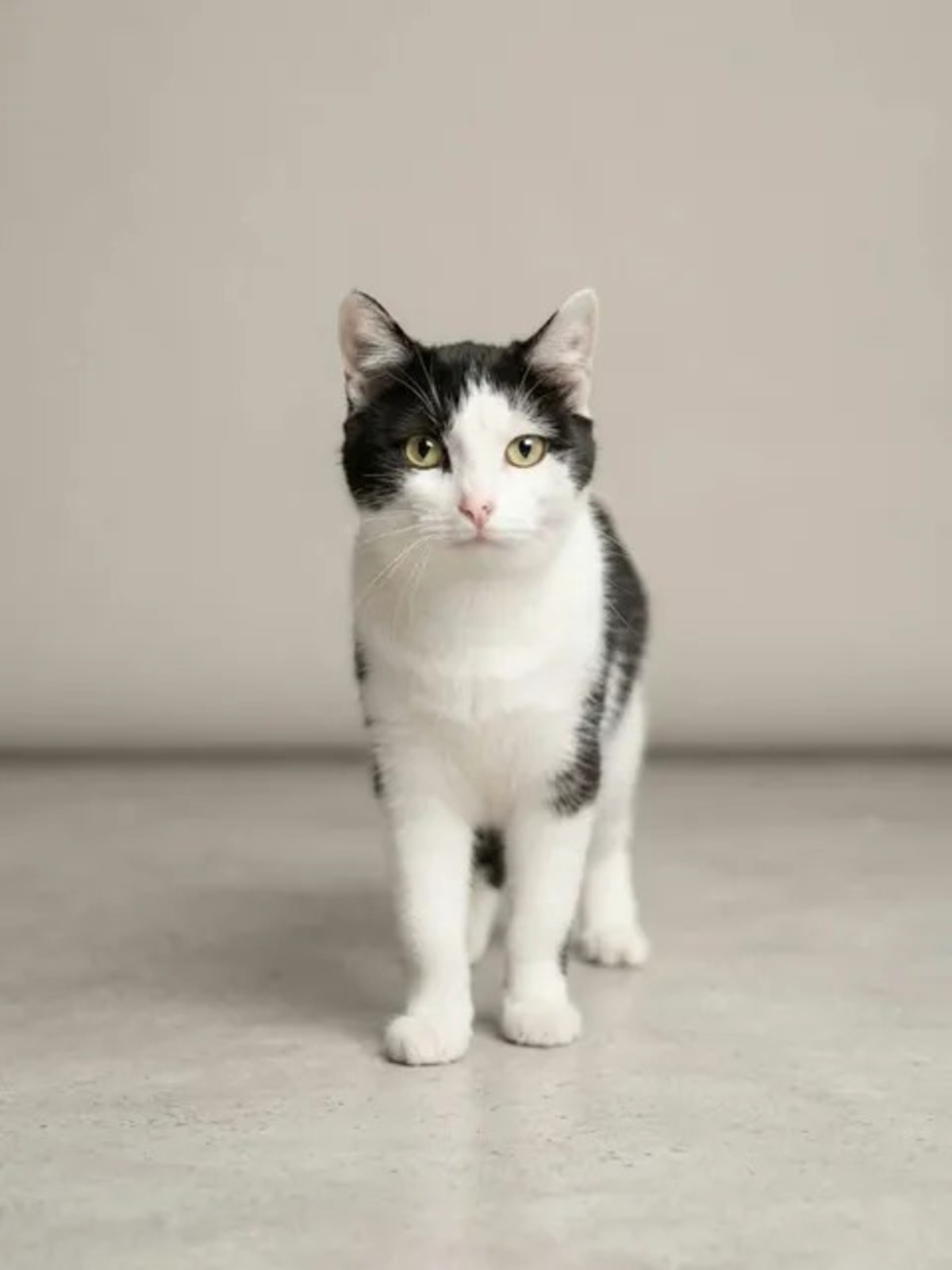 Adoption Felix