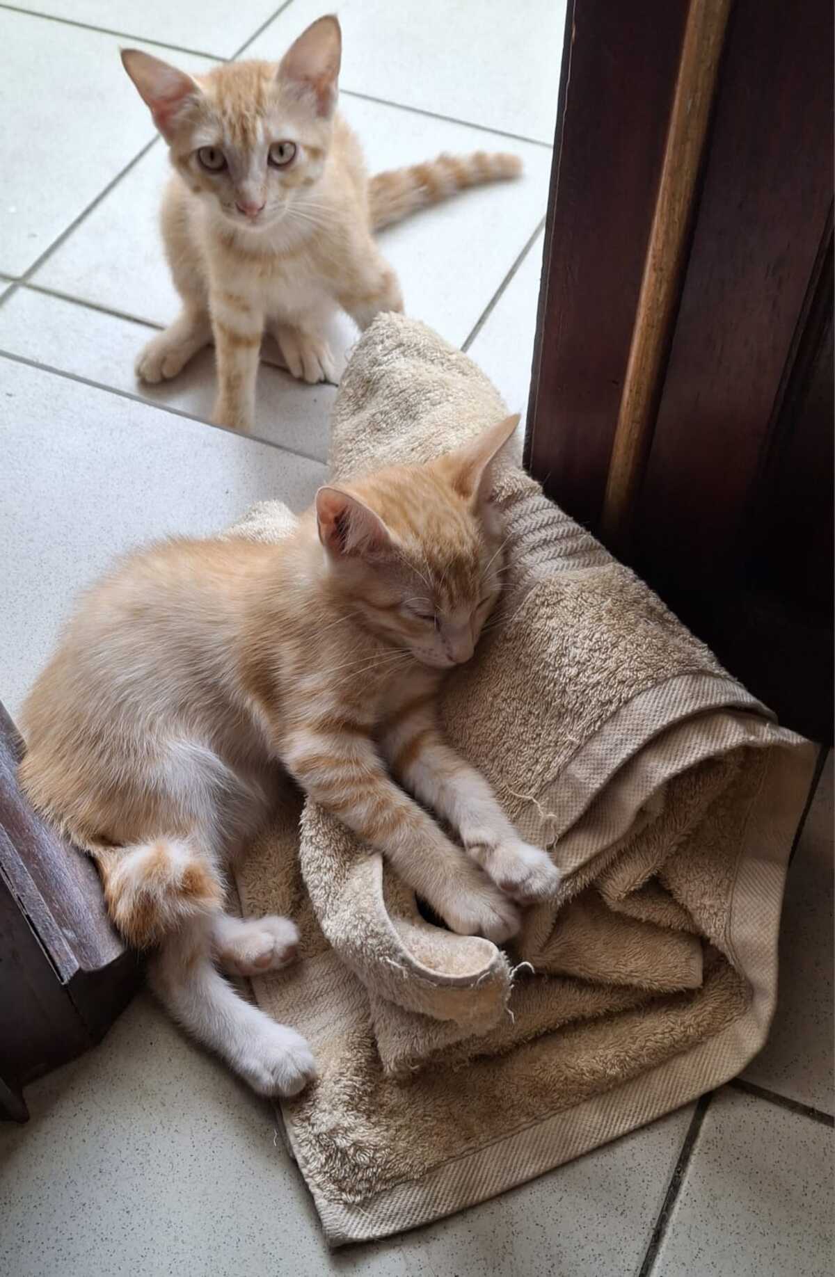 Adoption Bido