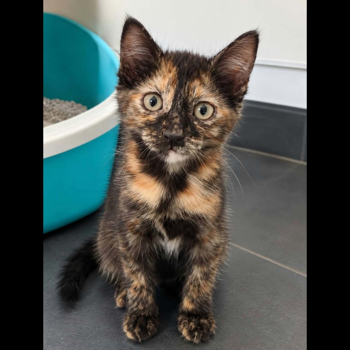 Adoption PRALINE
