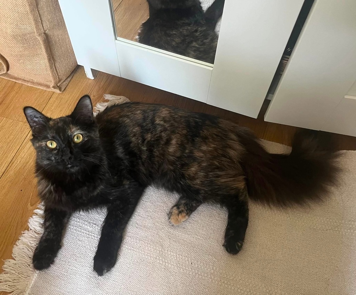 Adoption LEYA