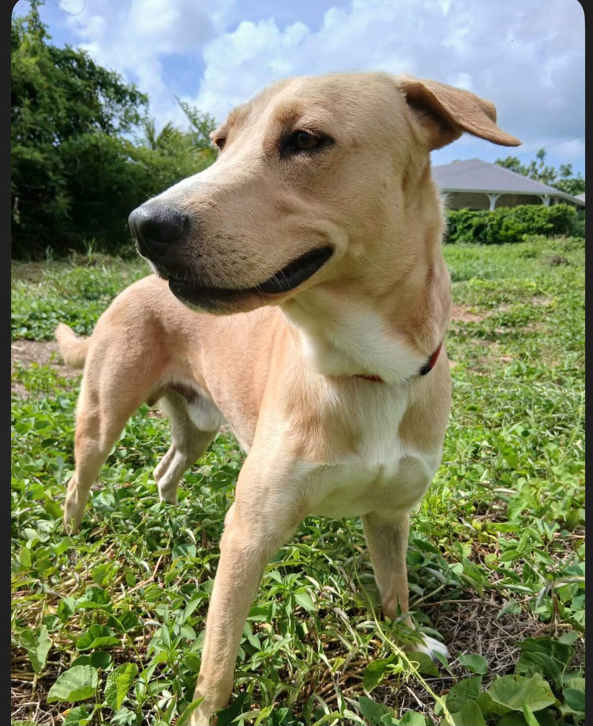 Adoption Kiko