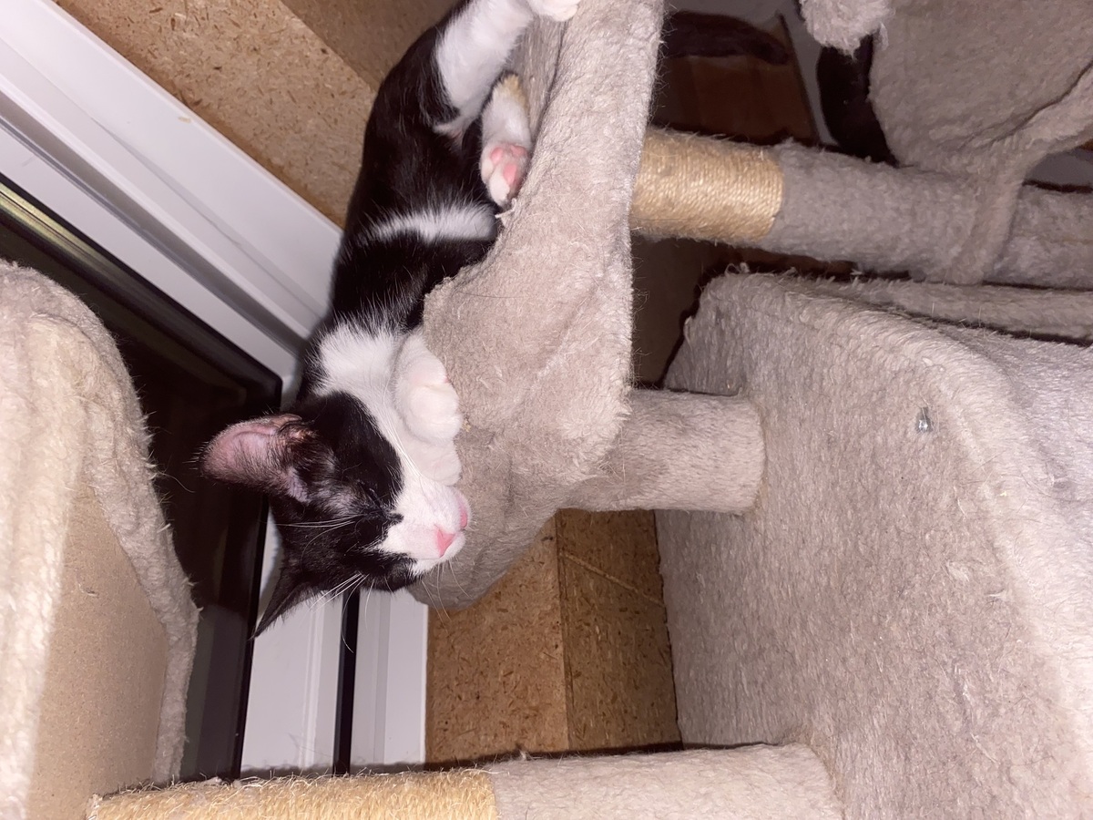Adoption Maurice
