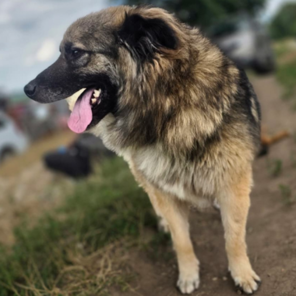 Adoption SULLEY
