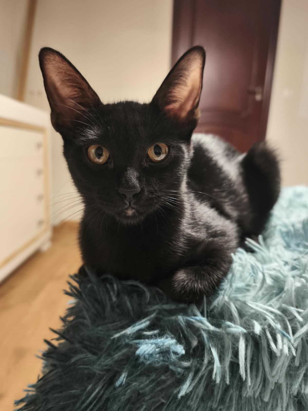 Adoption Nico