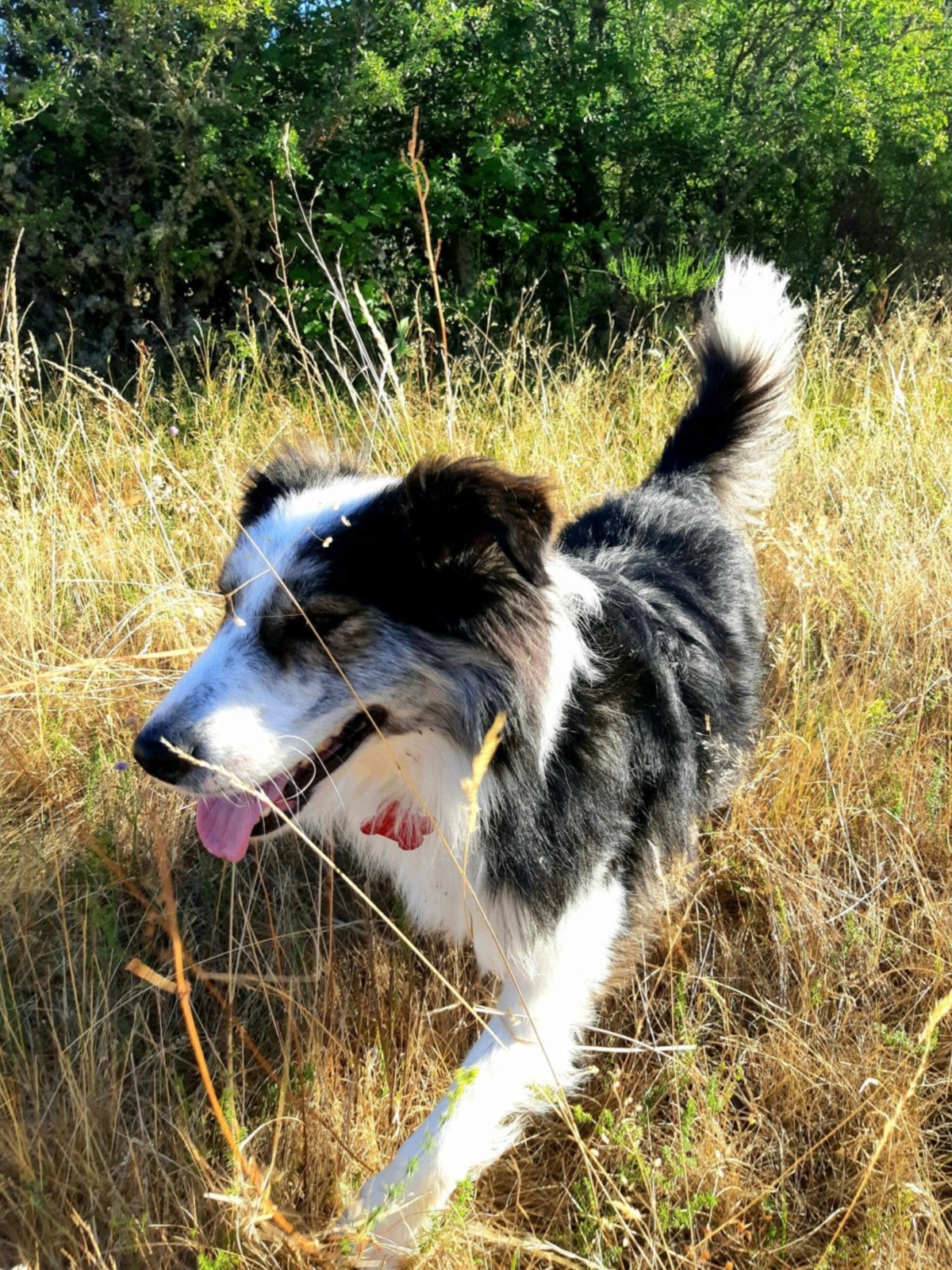 Adoption Fuego