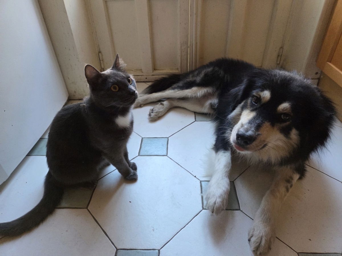 Adoption Nyssen