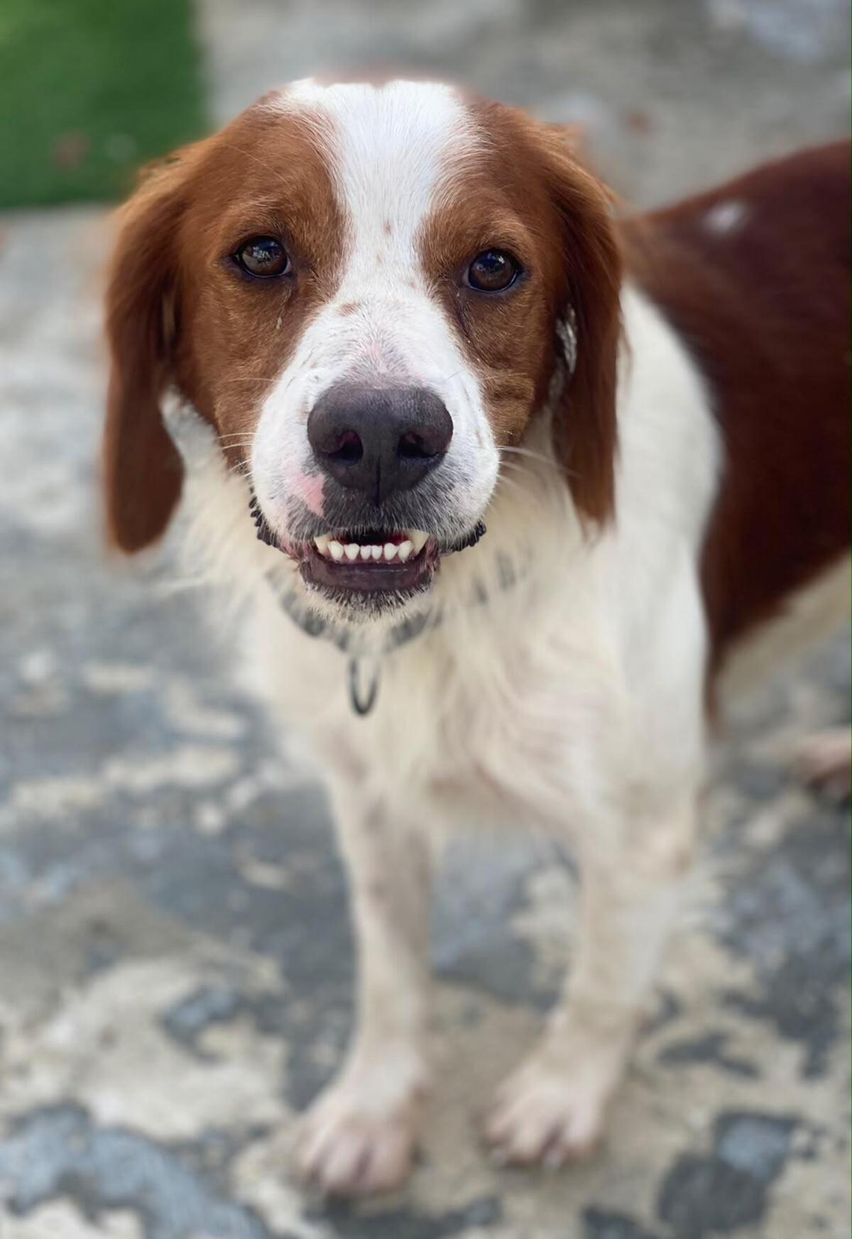Adoption Sol