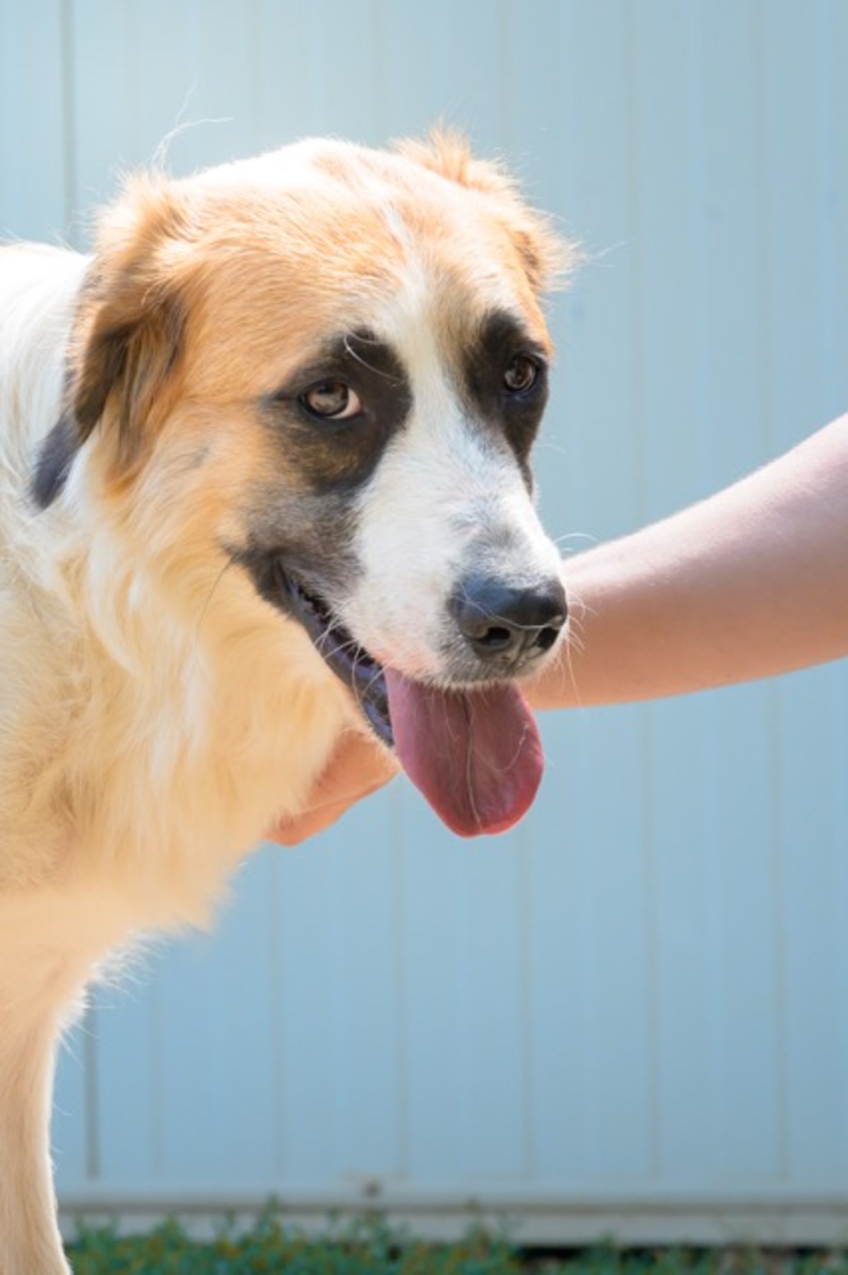 Adoption BESS