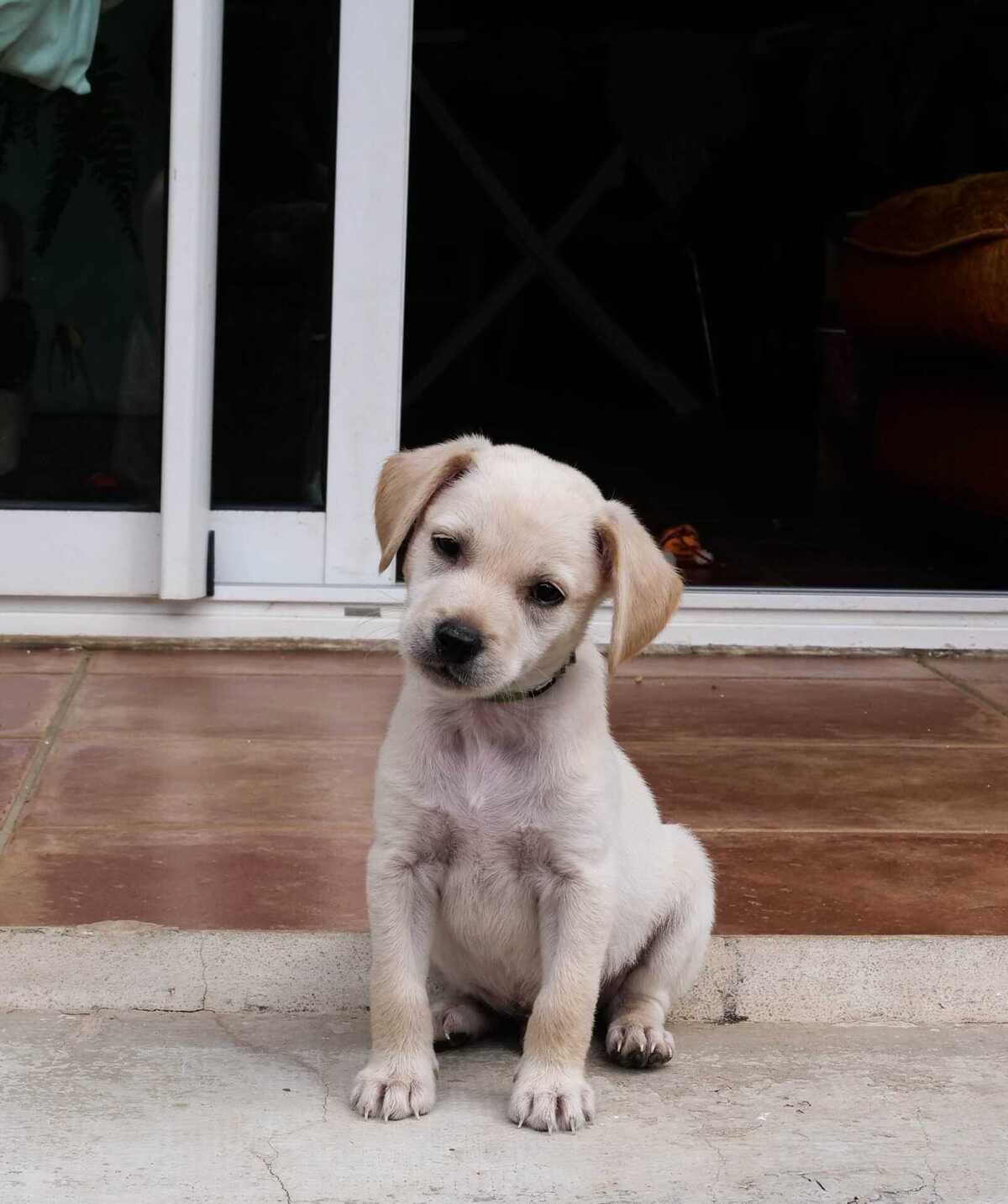 Adoption Samy