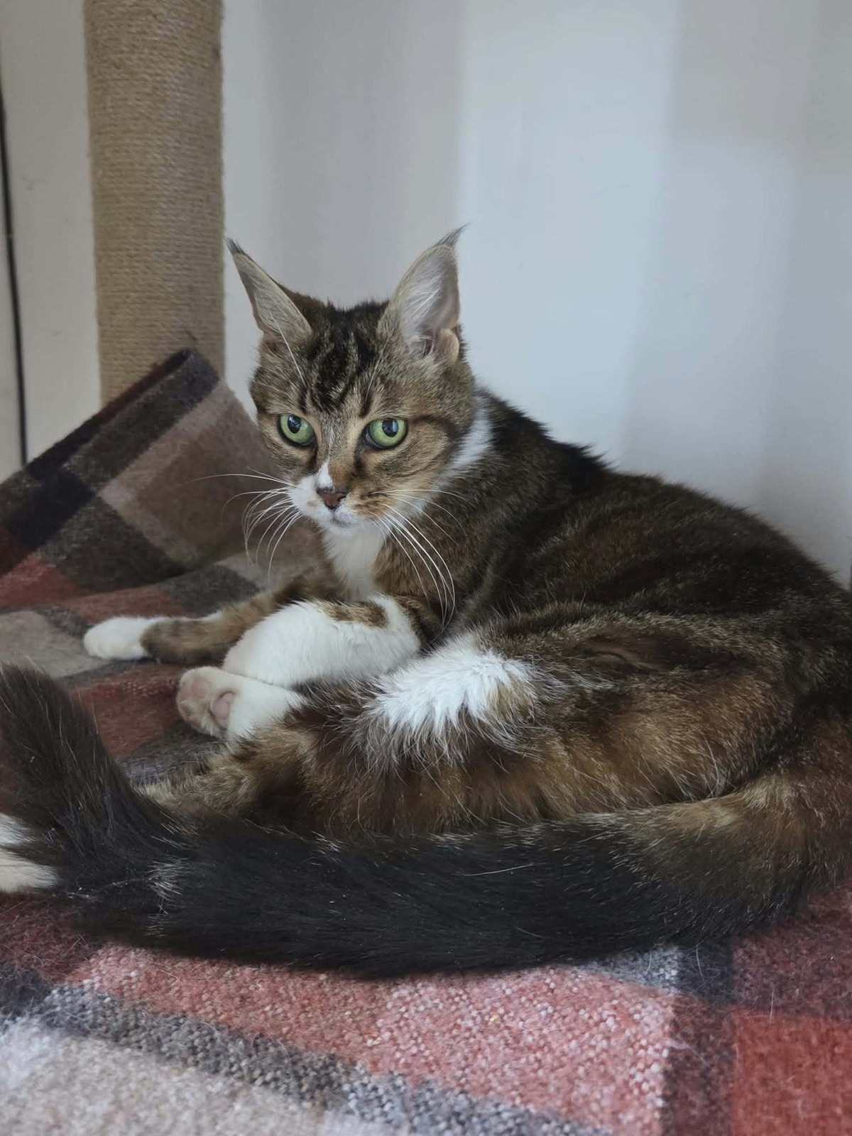 Adoption Tea
