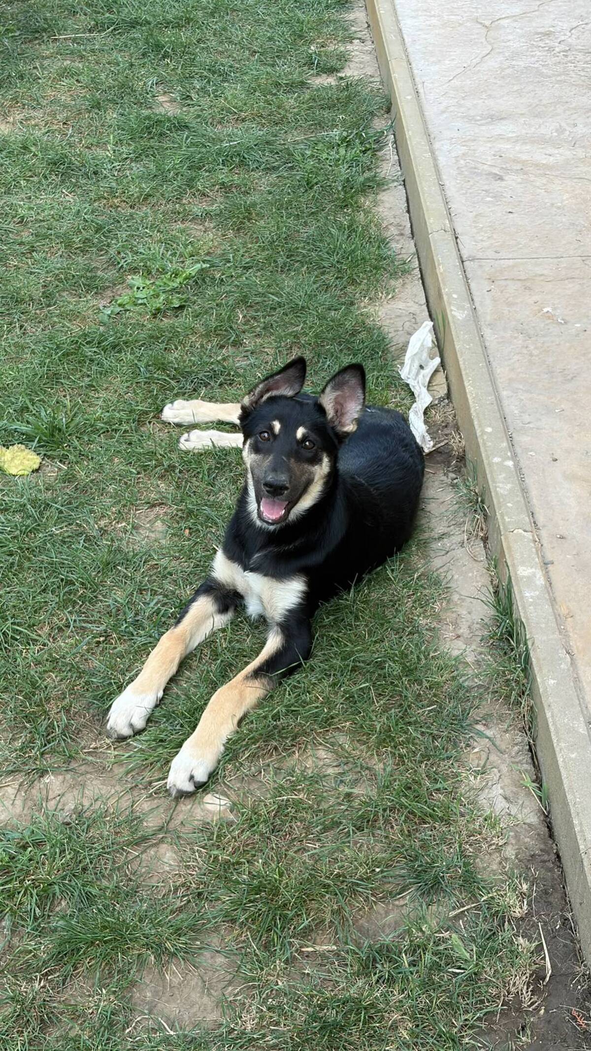 Adoption Lessie