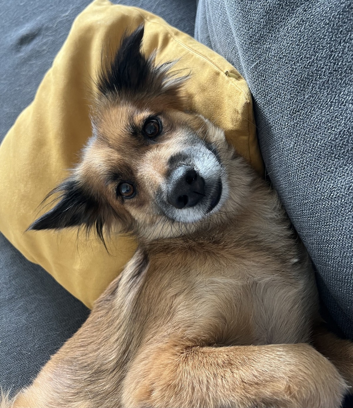 Adoption Bloom