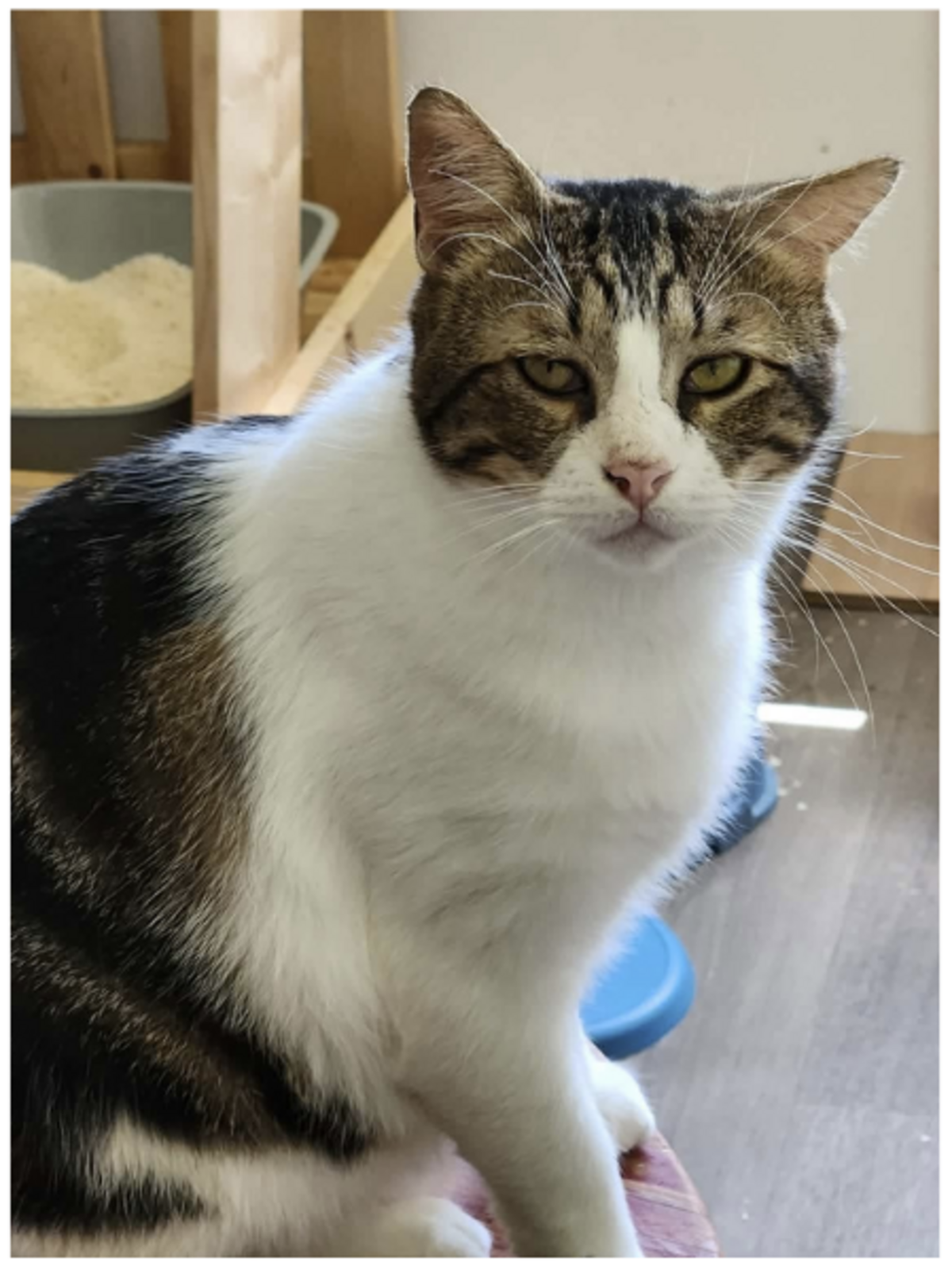 Adoption Campy