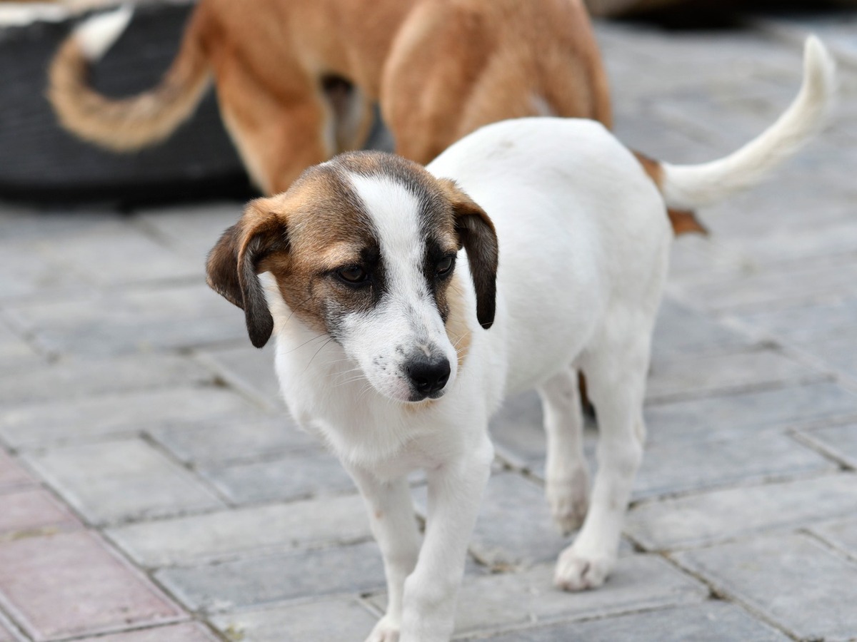 Adoption Mailis