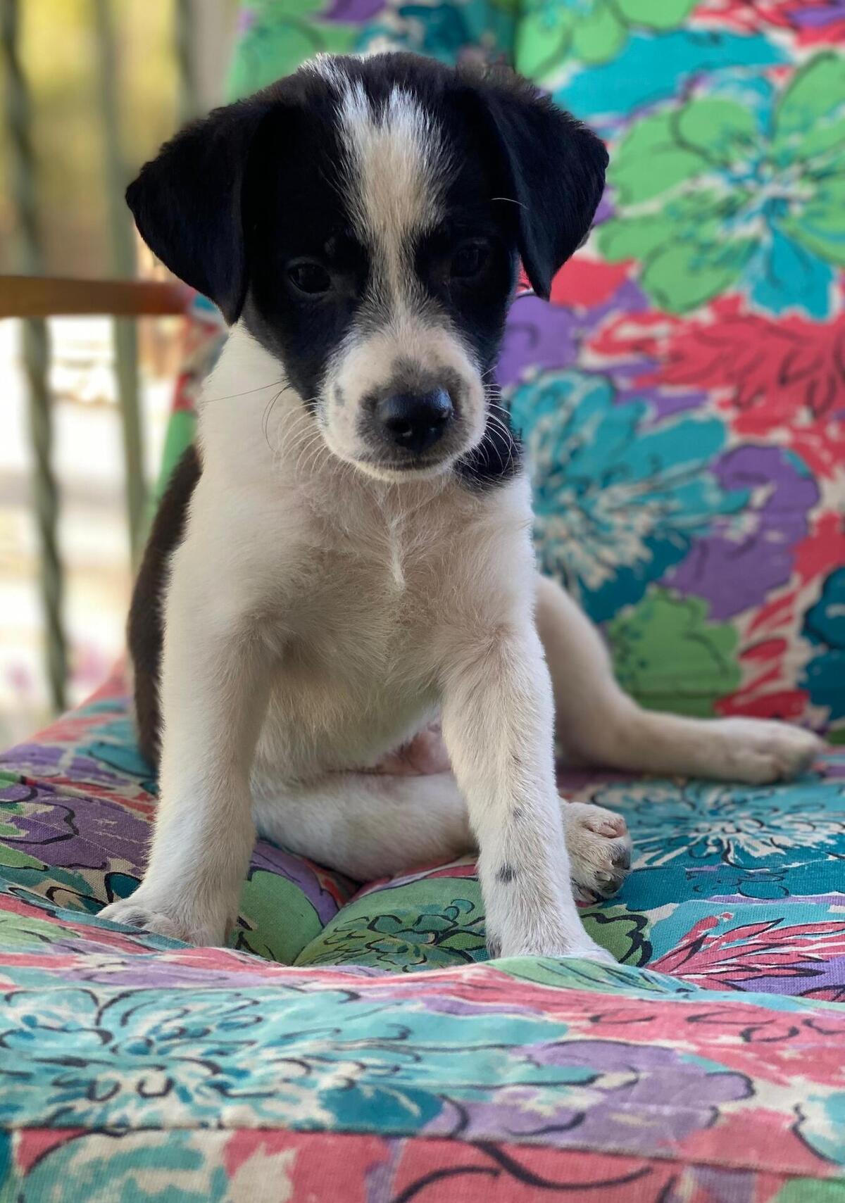 Adoption Lucke