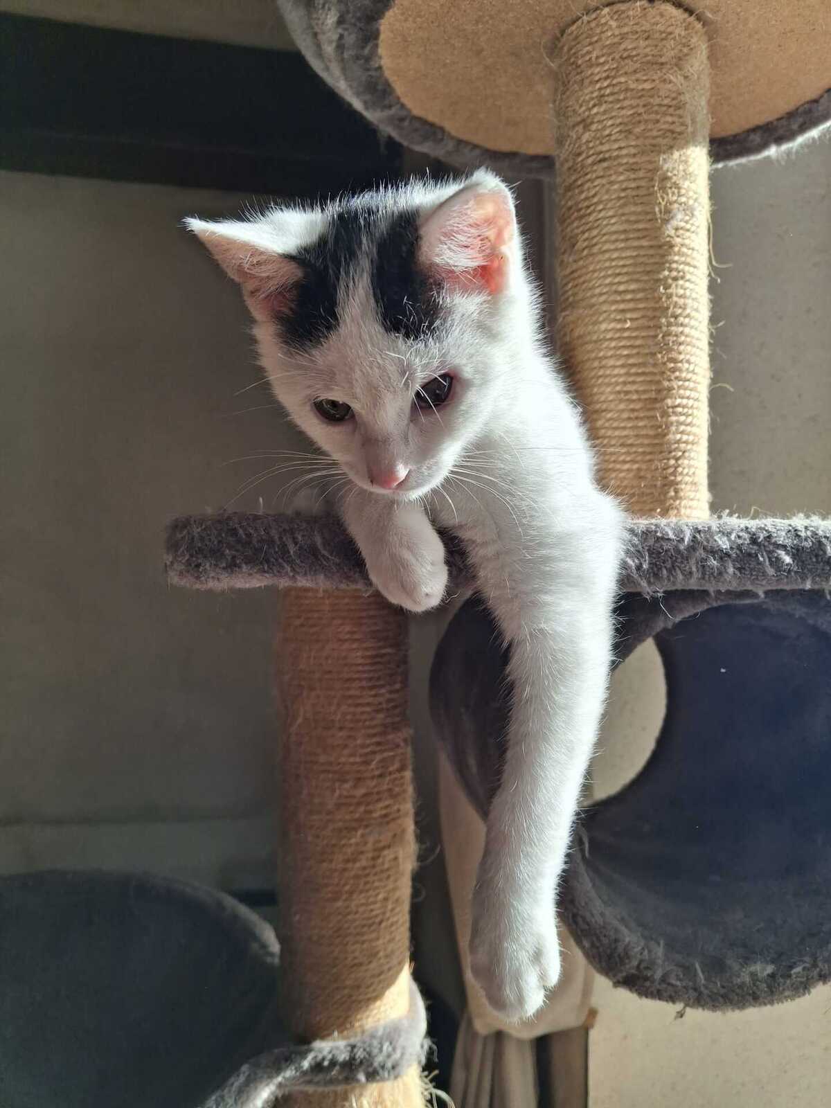 Adoption Doug