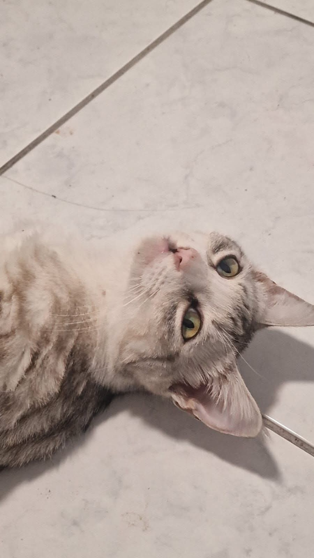 Adoption Miya